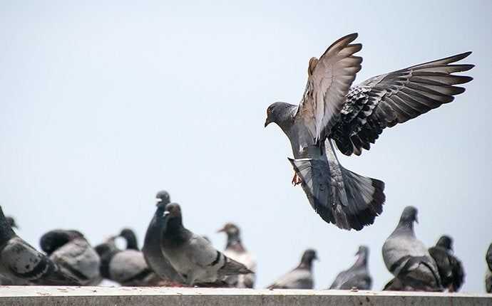 a pigeon landing with other pigeons