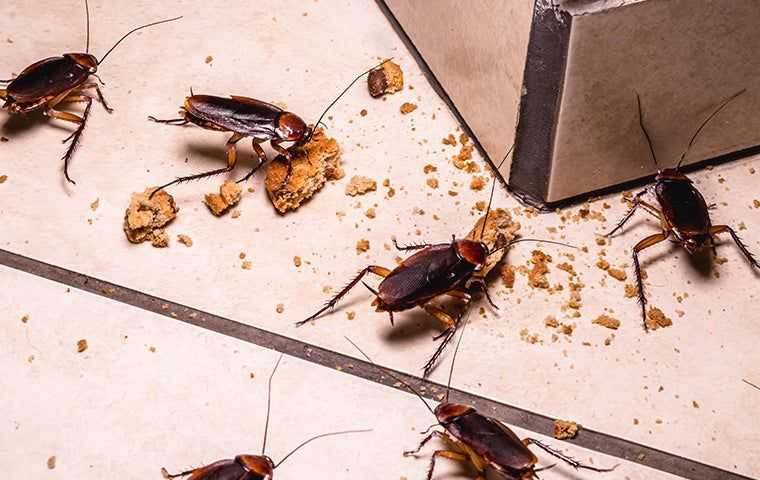 cockroaches eating food