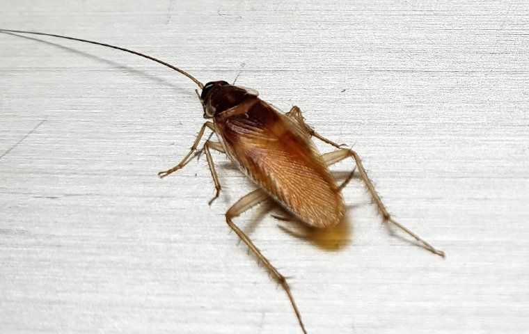a german cockroach up close