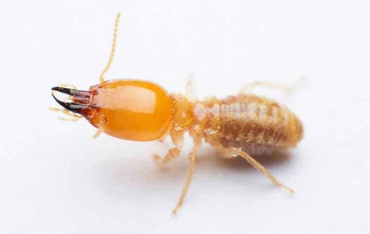 a termite crawling on a counter