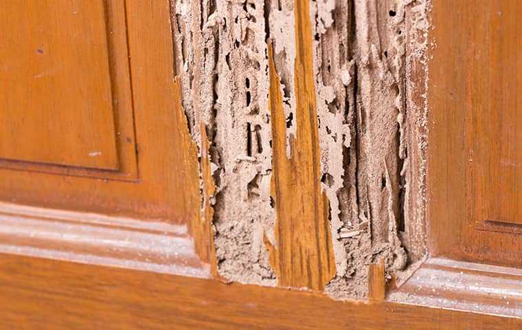 a wooden door with termite damage showing