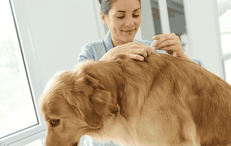 flea medicine being put on dog