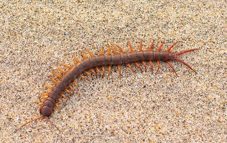 centipede on sand