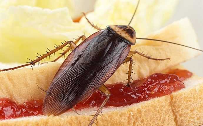 cockroach eating a sandwich 