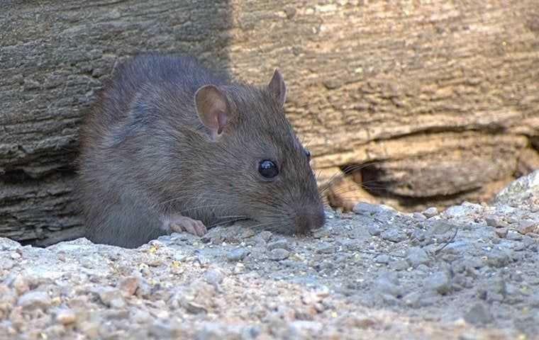 rat sniffing about
