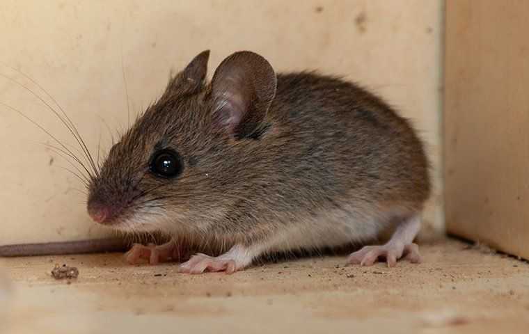 a mouse in a cabinet