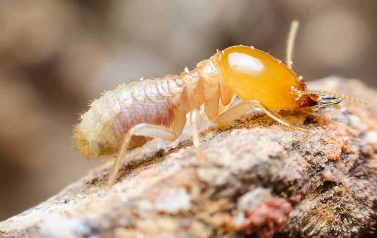 a termite crawling on damaged wood in san diego