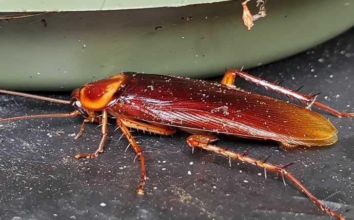 dirty american cockroach