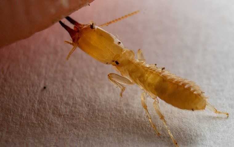 termite biting skin