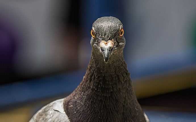 a pigeon face