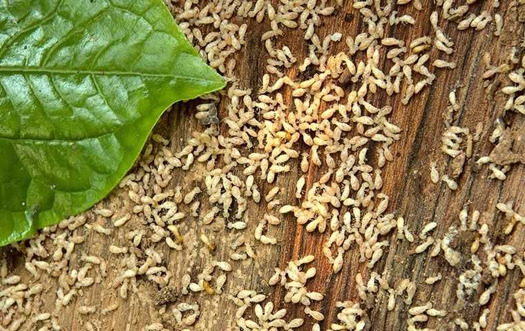 large swarm of termites
