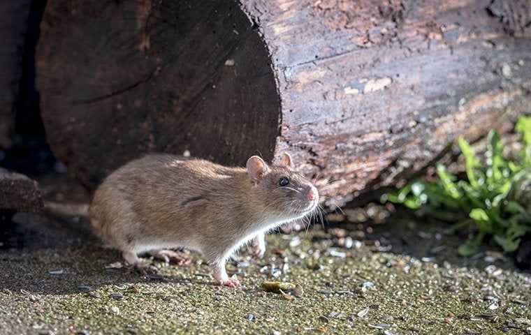 rat outside home