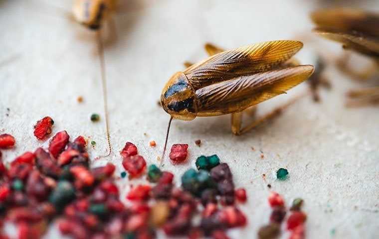 german cockroaches near food