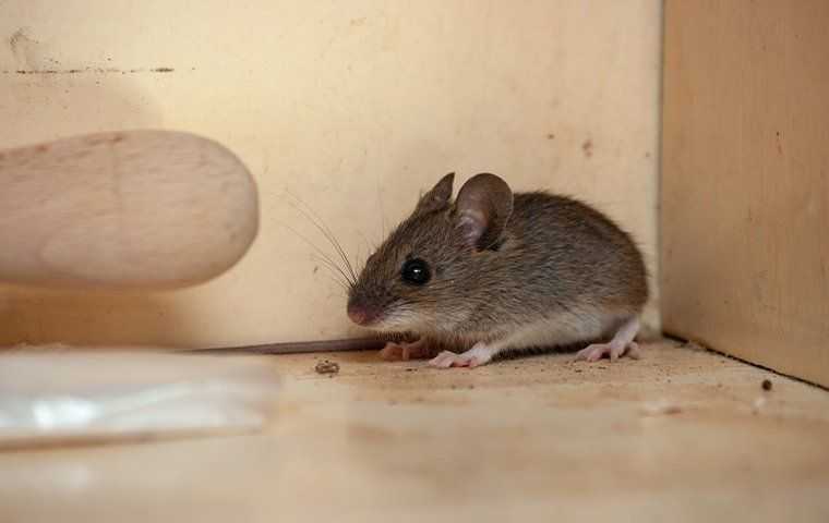 mouse in cupboard