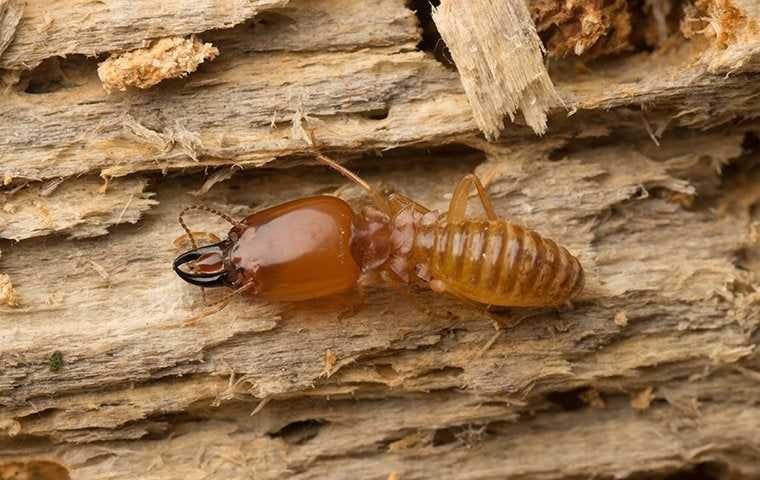 a termite crawling on damaged wood in san diego