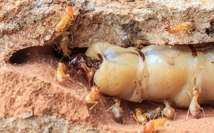 a queen termite with other termites