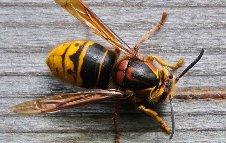 a hornet on a back porch in los angeles