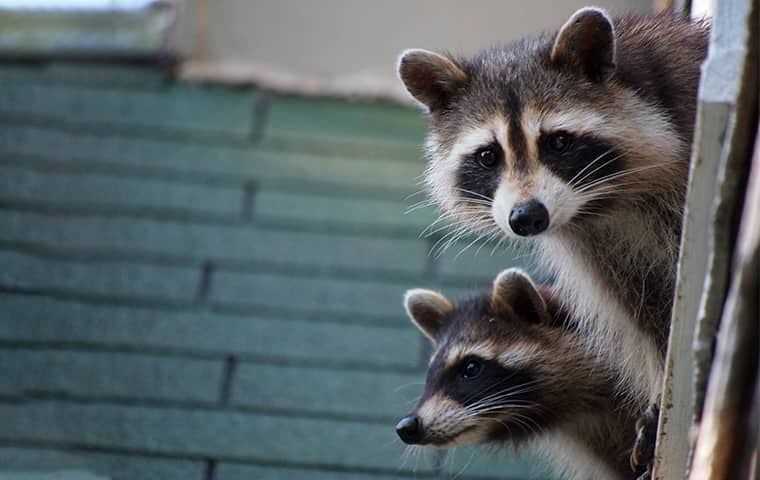 raccoons on a roof