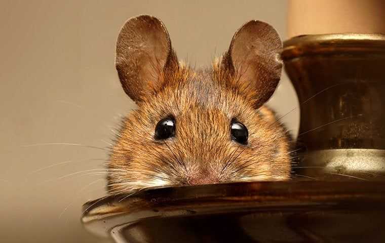 mouse hiding behind candlestick