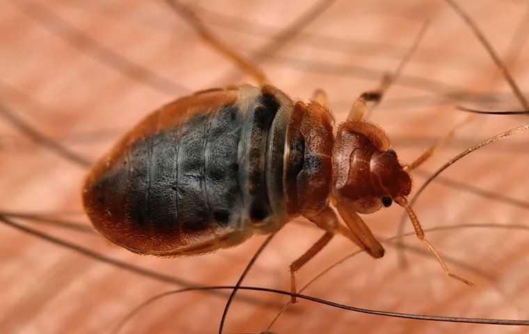 a bed bug crawling on a human