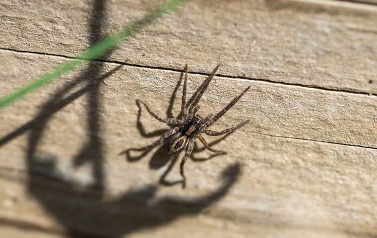 wolf spider crawling on a wall