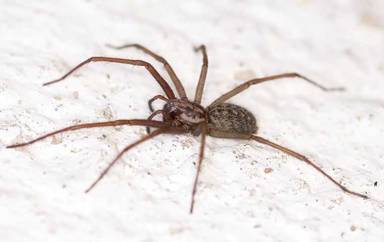a spider in a basement