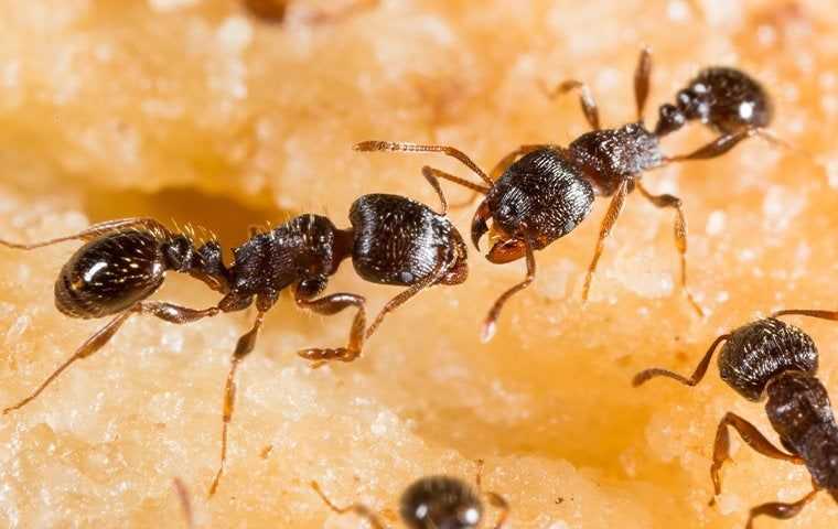 several ants crawling on food