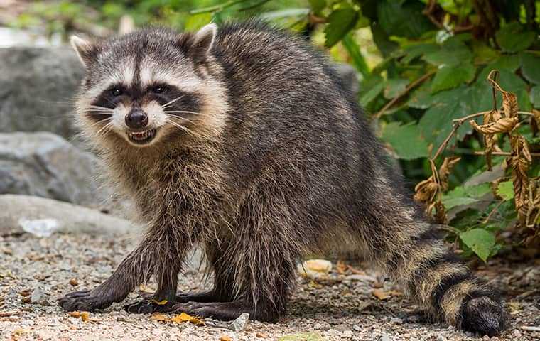 a raccoon in a los angeles county yard