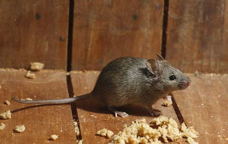 house mouse in home kitchen