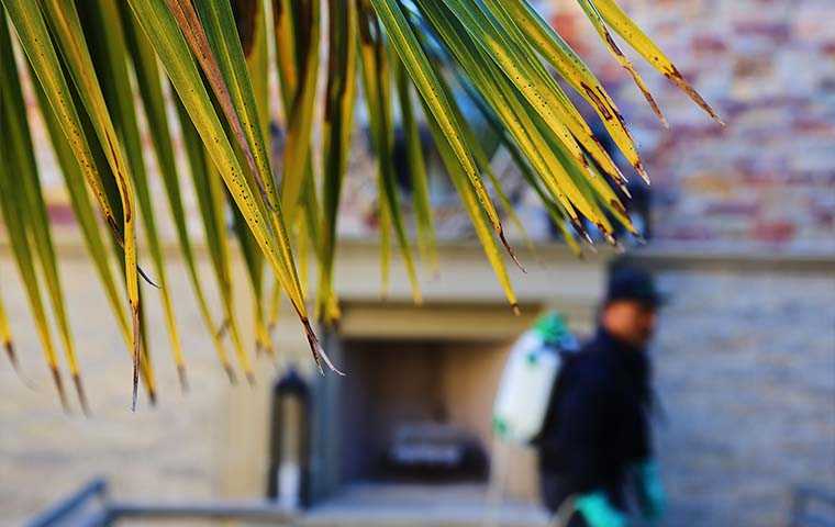 picture of palm tree leaves in focus in the foreground and a tech near a home not in focus in the backround