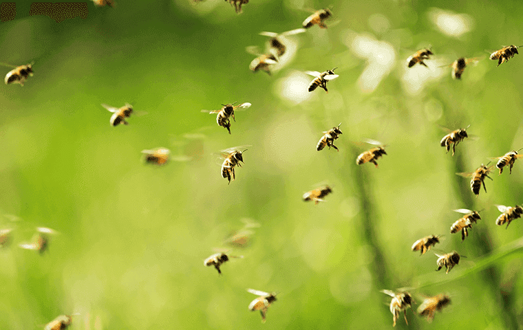 bees flying