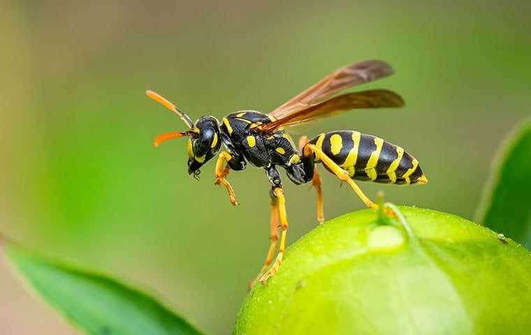 a wasp on a plant in southern california