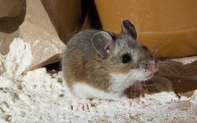 a little house mouse in flour