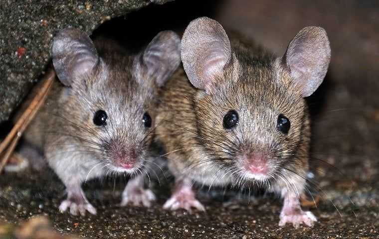 two house mice in a crawlspace in southern california