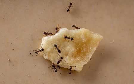 ants on crumb