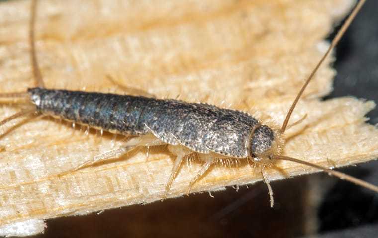 a silverfish crawling in a home in orange county