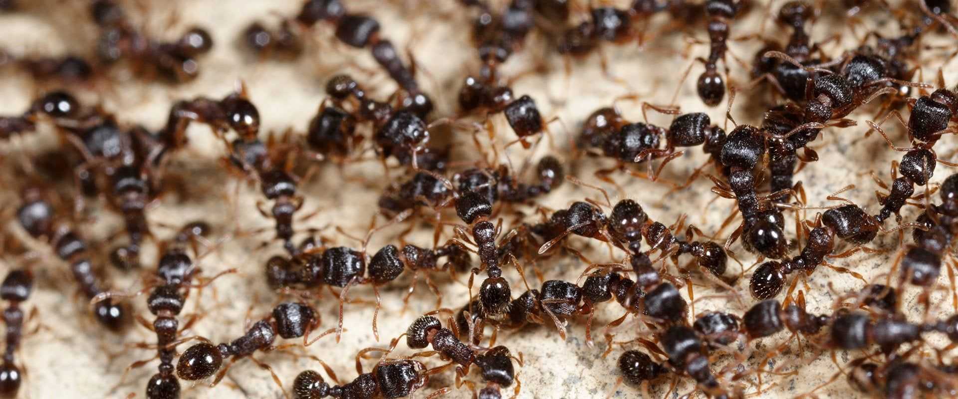 a huge swarm of ants in a residential kitchen
