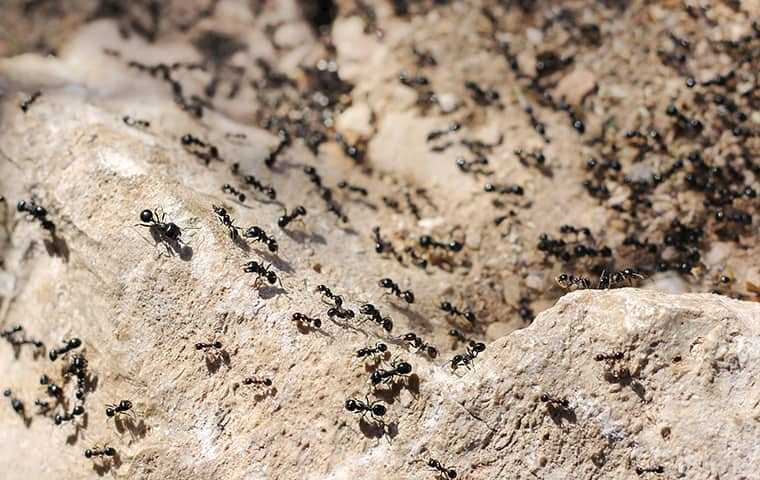 an ant colony in orange county california