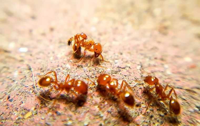four fire ants outside a home in sacramento