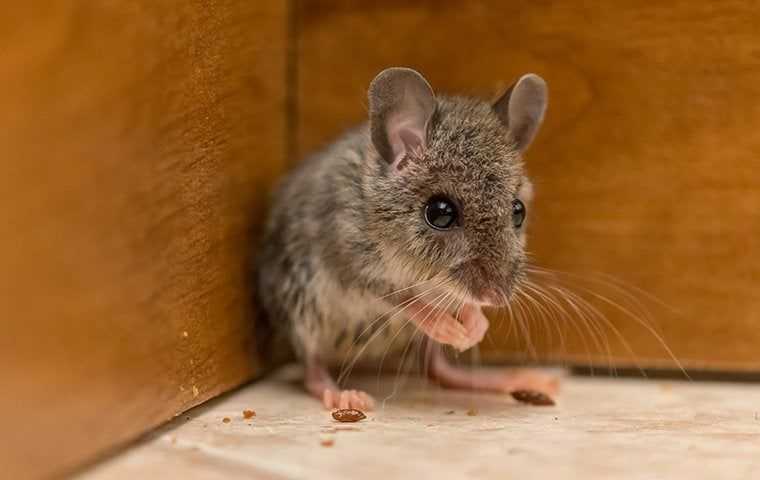 a house mouse in a kitchen cabinet