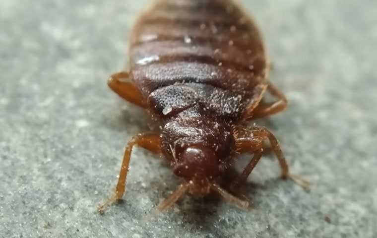 a bed bug on a blanket in sacramento