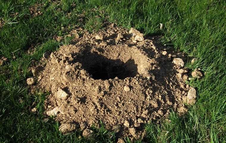 gopher hole in a lawn