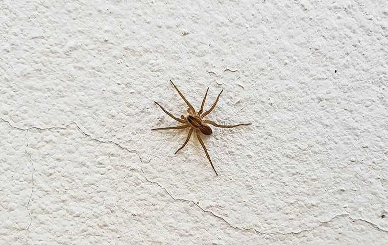 a spider crawling on a wall in a home