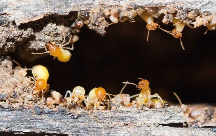 termites chewing on wood