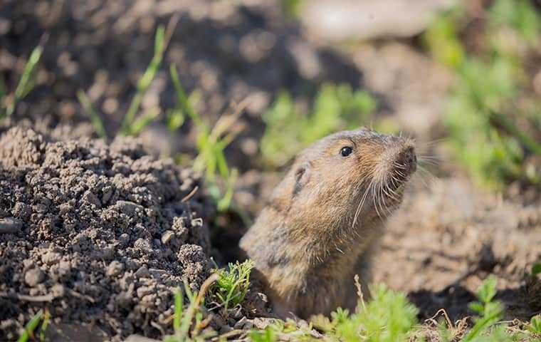 pocket gopher in a hole