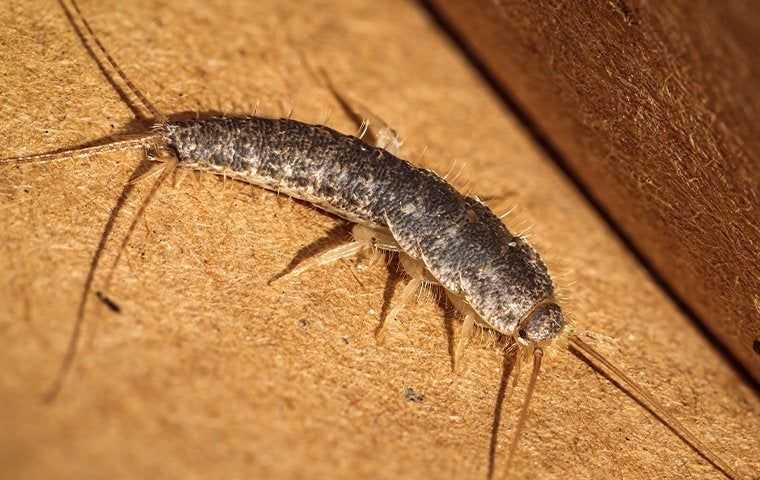 silverfish on a paper