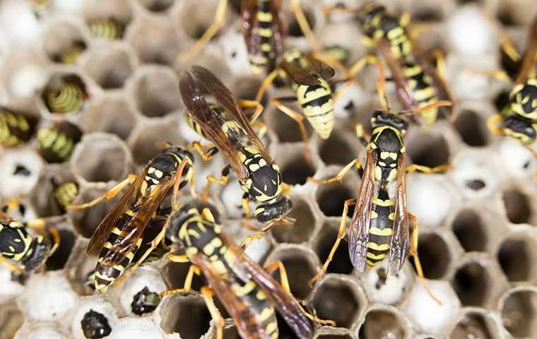 many wasps on nest
