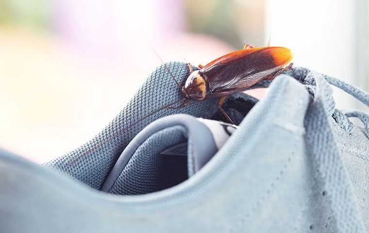 american cockroach on shoe