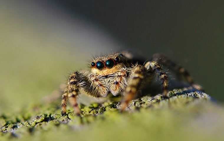 jumping spider crouched on ground