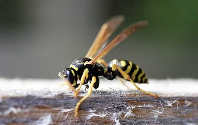 a wasp on a table